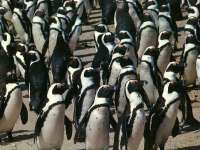 Какие бывают пингвины?