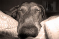 Снятся ли собакам сны