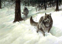 Как охотятся волки