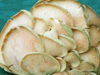 Что такое грибы?