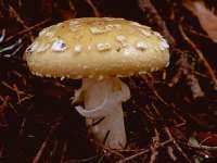 Какие грибы ядовитые