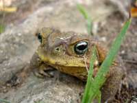 Чем отличаются лягушки и жабы?