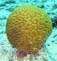 Что такое коралловые рифы