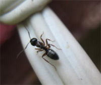 Есть ли у муравья чувство обоняния
