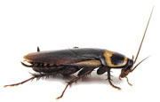 Может ли таракан жить без головы